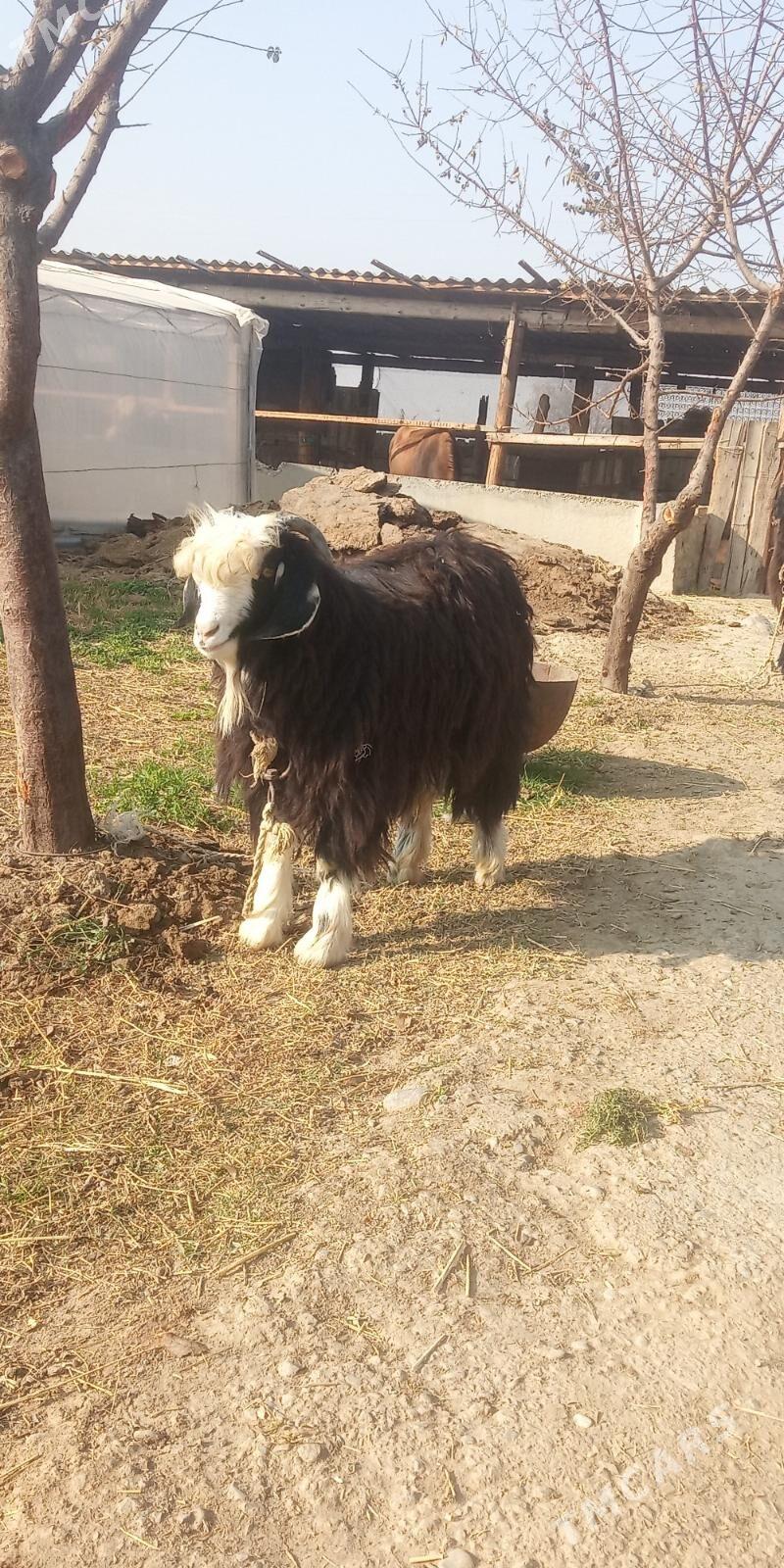 Bakylan Çewiş - Гёкдепе - img 1