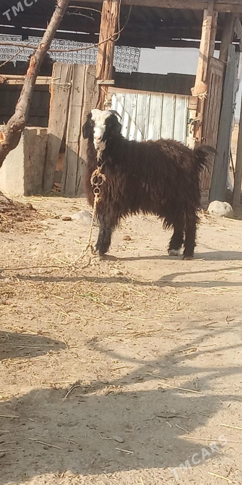 Bakylan Çewiş - Gökdepe - img 3