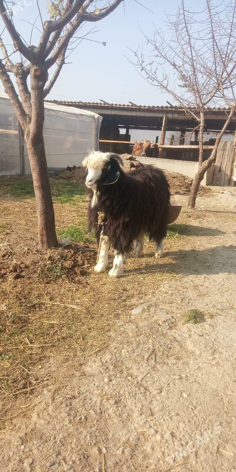 Bakylan Çewiş - Gökdepe - img 2