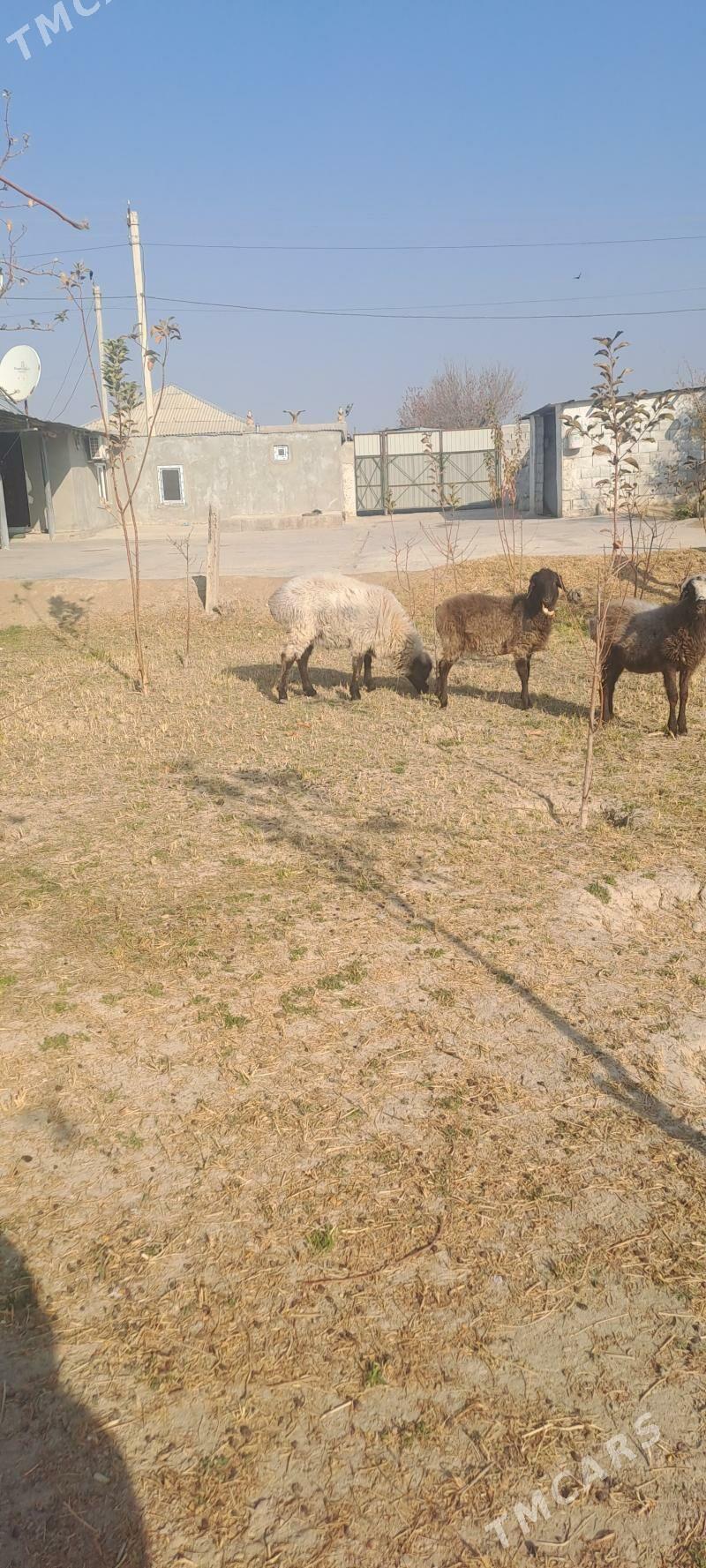 Tokly Goc - Анев - img 2