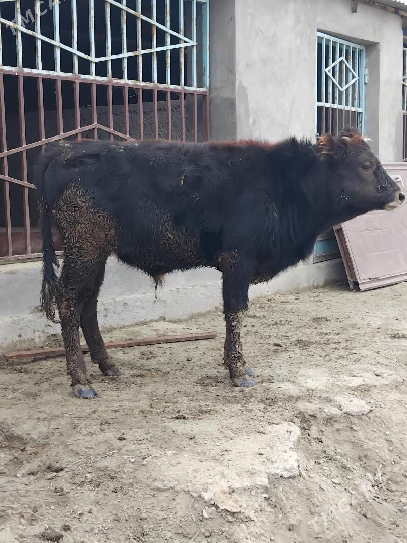 Swes okuz - Bäherden - img 3