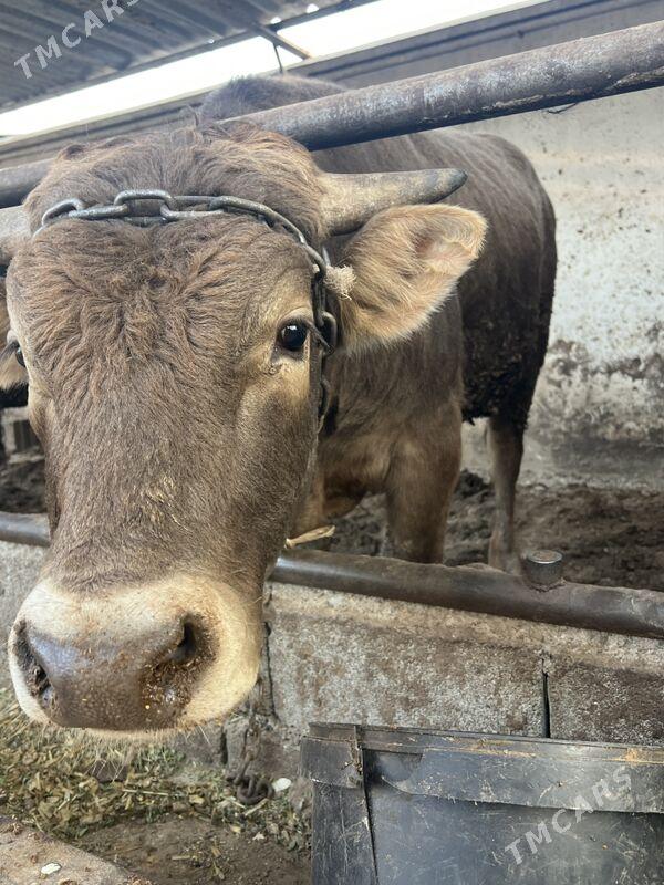 ÖKÜZLER - Bagyr - img 2