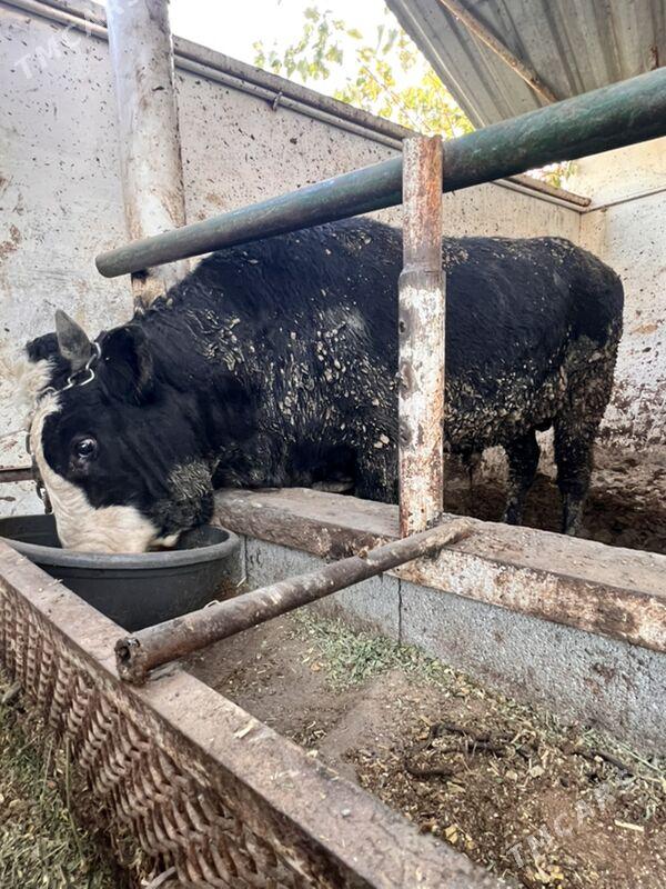 ÖKÜZLER - Bagyr - img 4