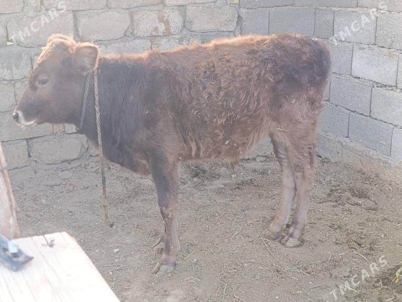 okuz - Aşgabat - img 1