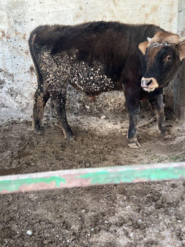 ÖKÜZLER - Bagyr - img 3