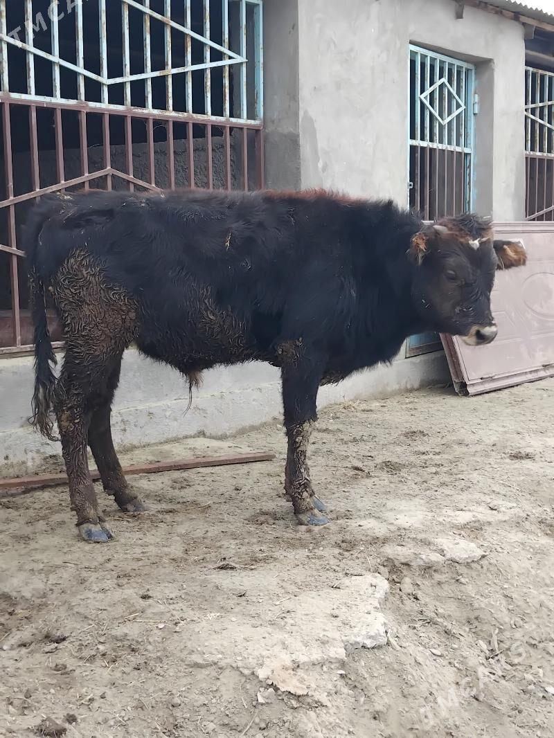 Swes okuz - Bäherden - img 2