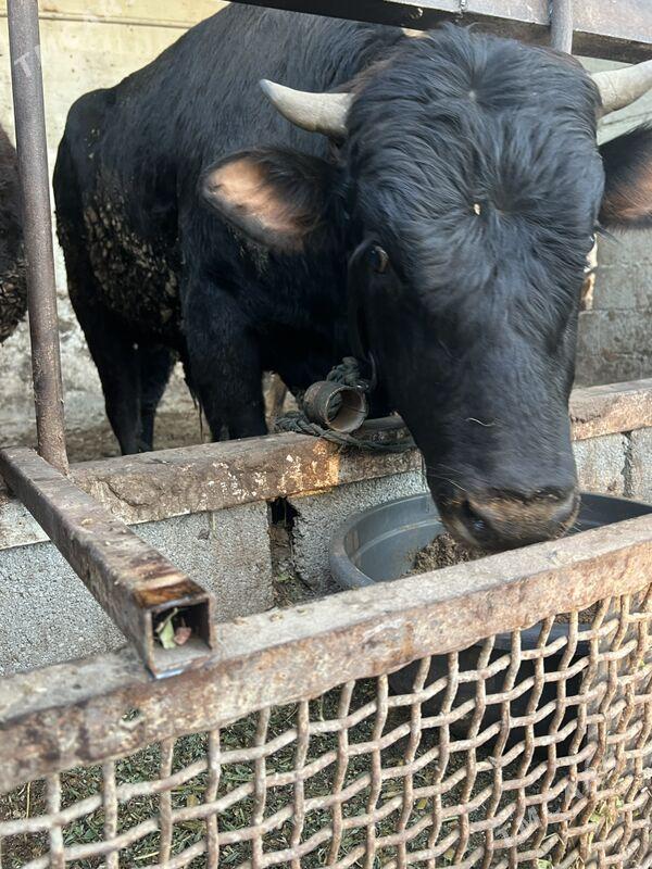 ÖKÜZLER - Bagyr - img 6