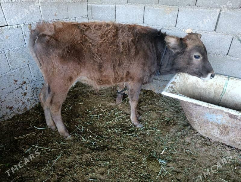 okuz - Ашхабад - img 2