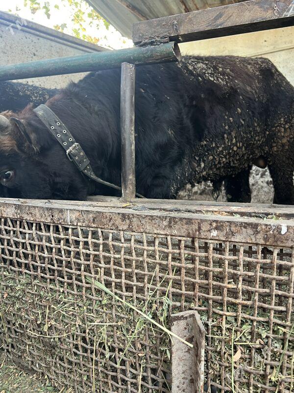 ÖKÜZLER - Bagyr - img 5