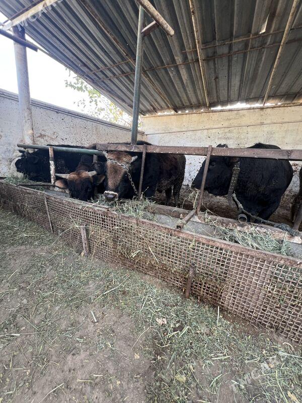 ÖKÜZLER - Bagyr - img 7