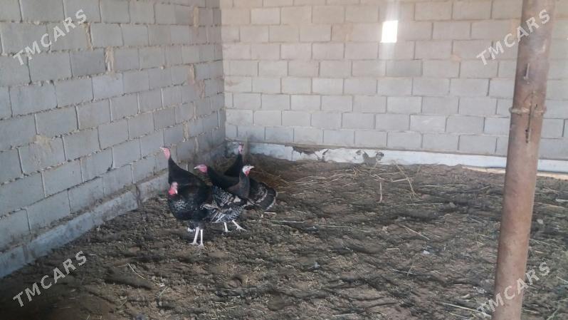 induk - Бабадайхан - img 1