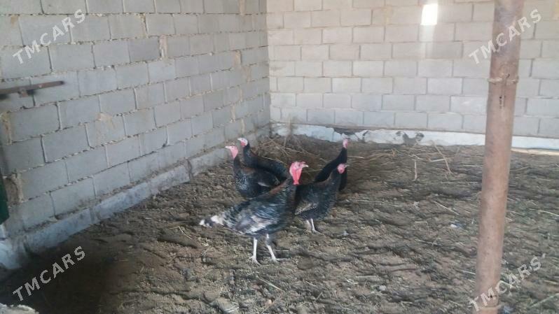 induk - Бабадайхан - img 2