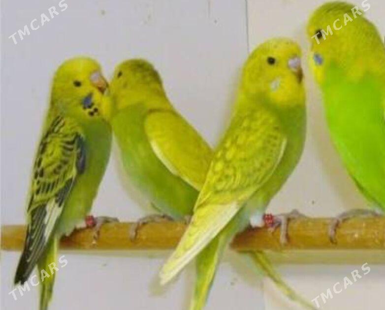 popugay - Mary - img 3