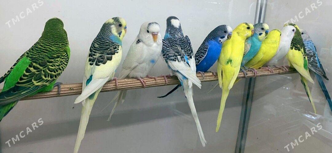 popugay - Mary - img 1