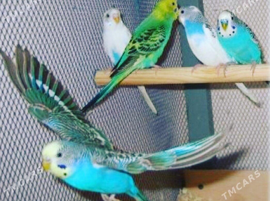 popugay - Mary - img 4