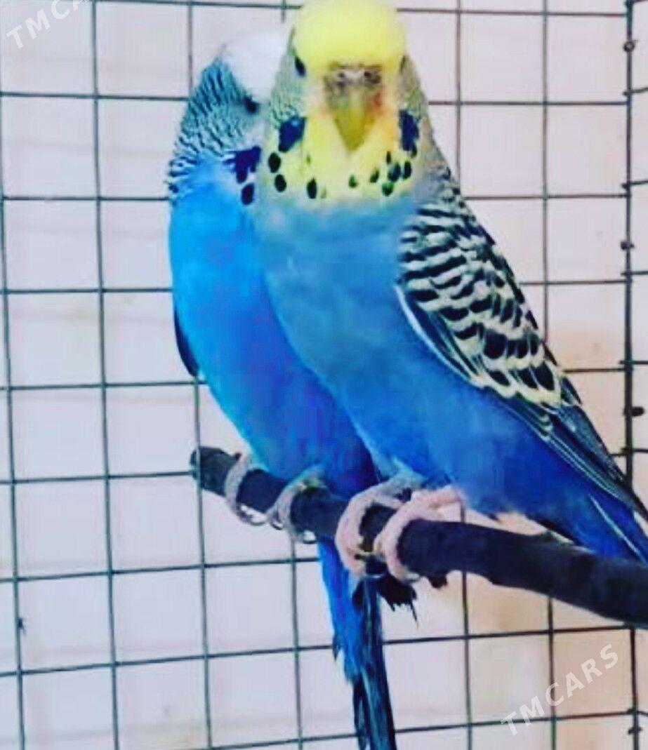 popugay - Mary - img 2