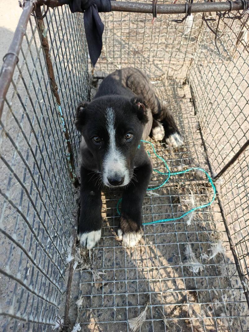 Türkmen it - Мары - img 2