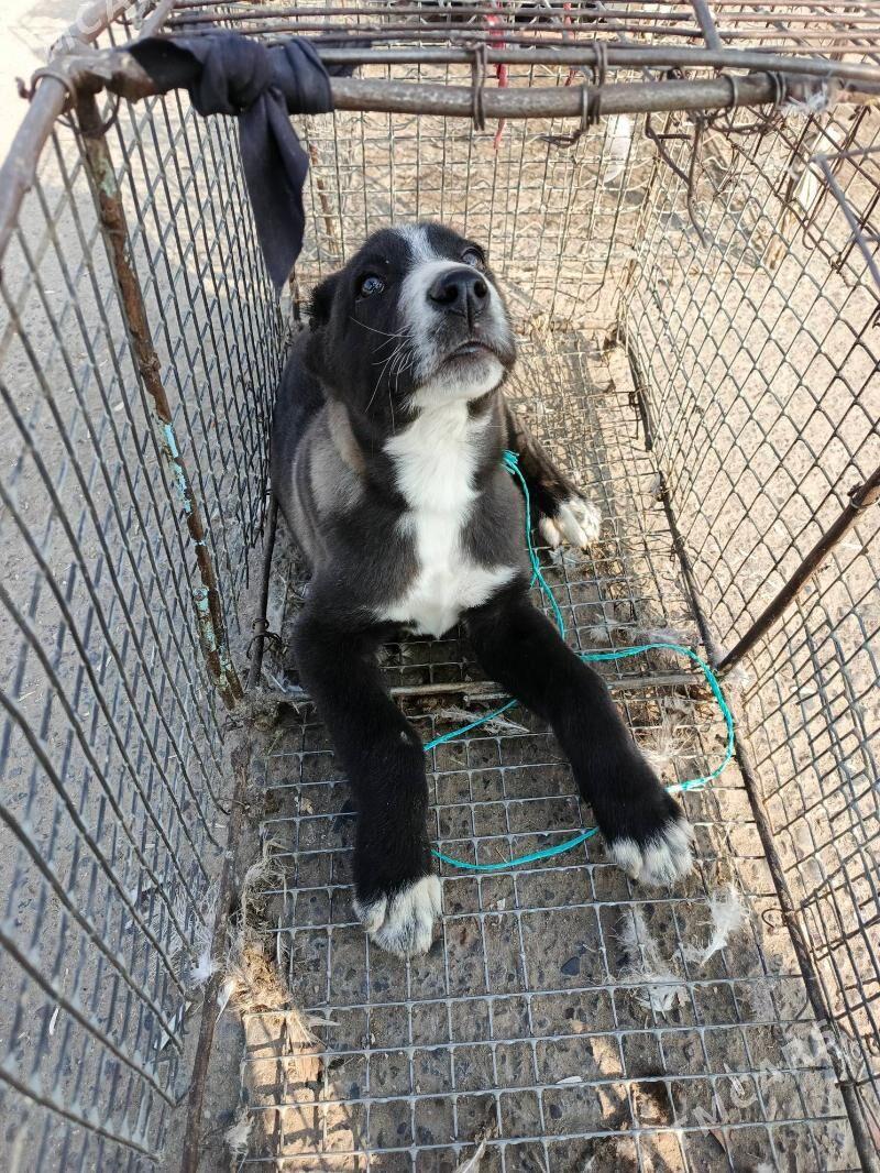 Türkmen it - Мары - img 1