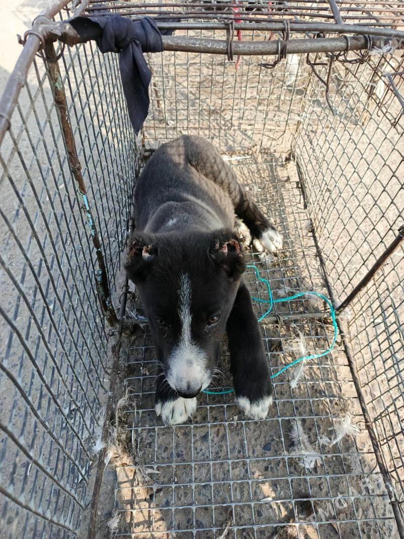 Türkmen it - Мары - img 3