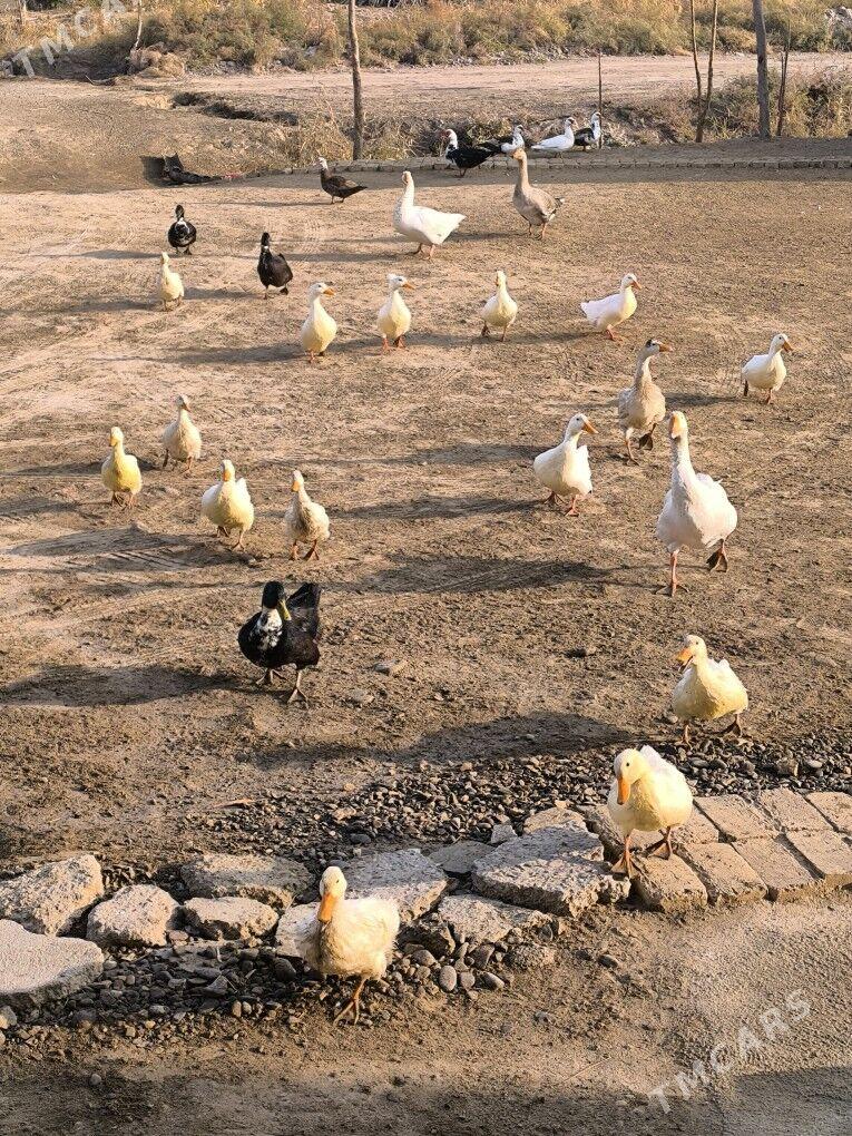 õrdek - Байрамали - img 4