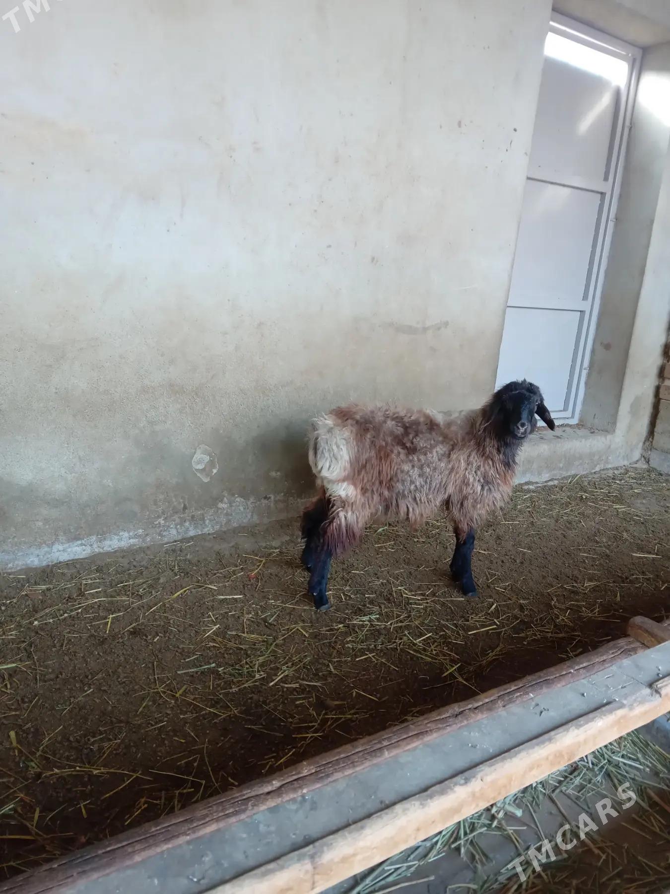 tokly - Bäherden - img 2