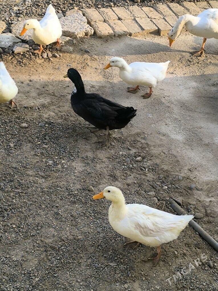 õrdek - Байрамали - img 1