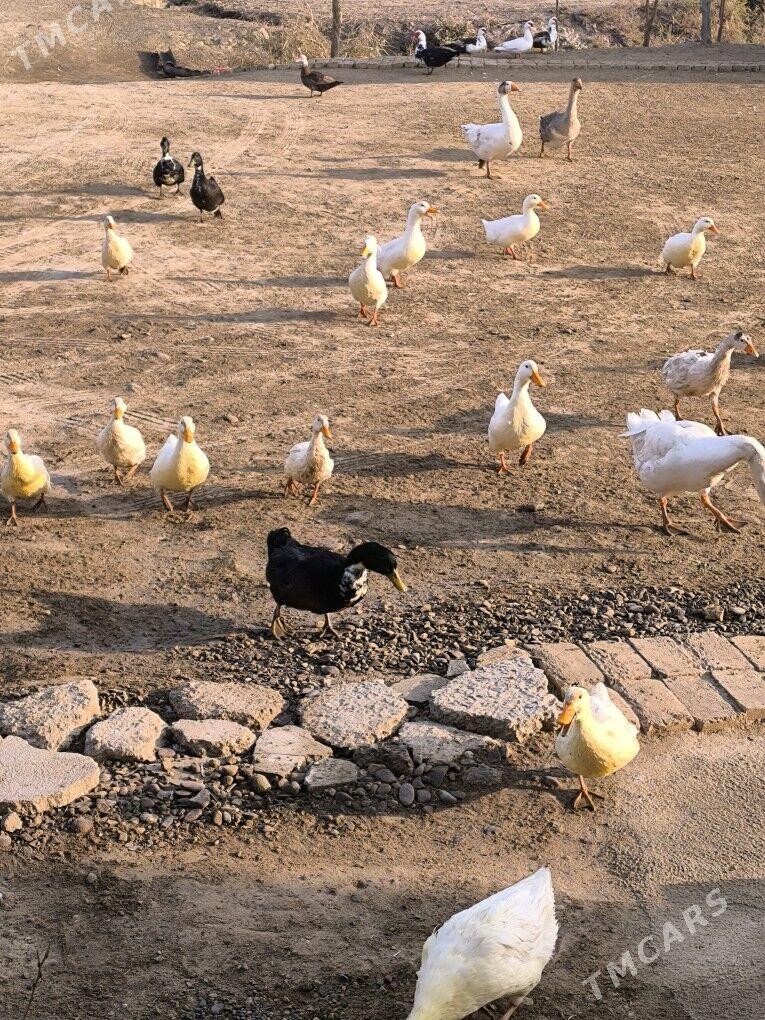 õrdek - Байрамали - img 3