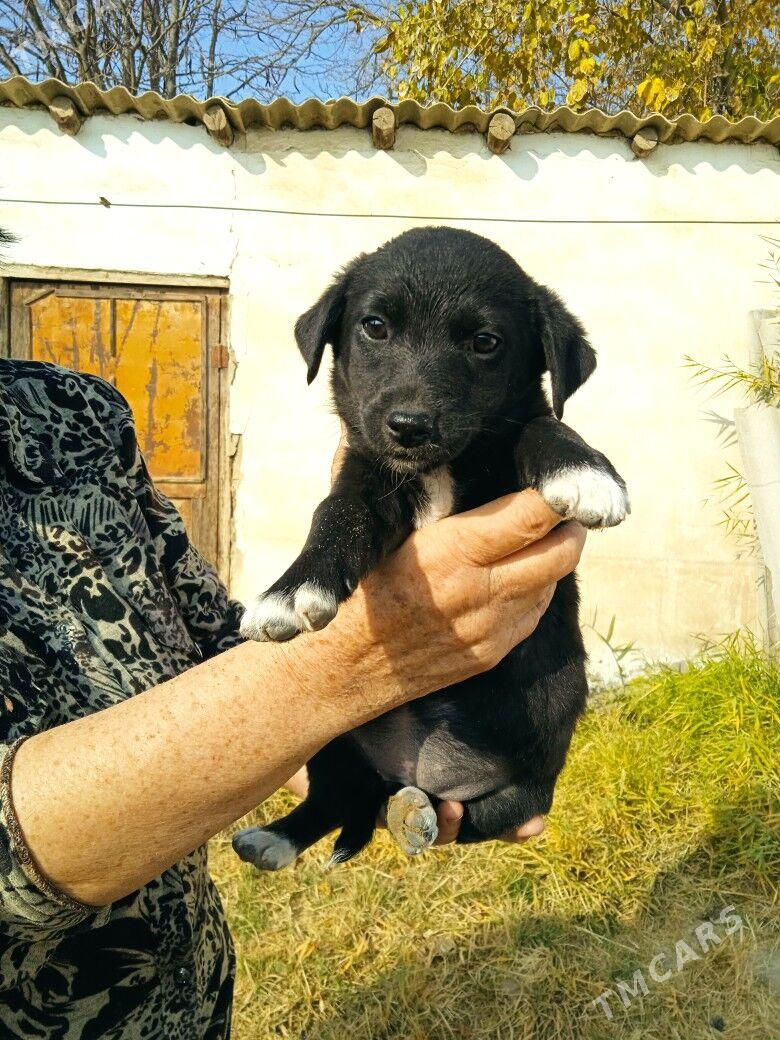 собачки - Baýramaly - img 4