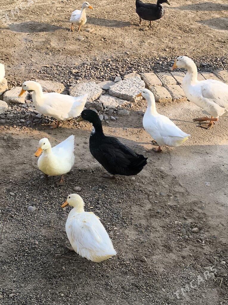 õrdek - Байрамали - img 2