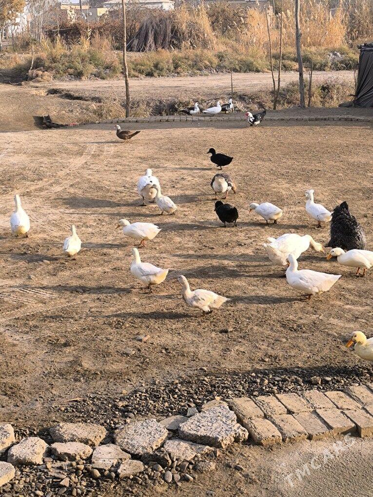 õrdek - Байрамали - img 5