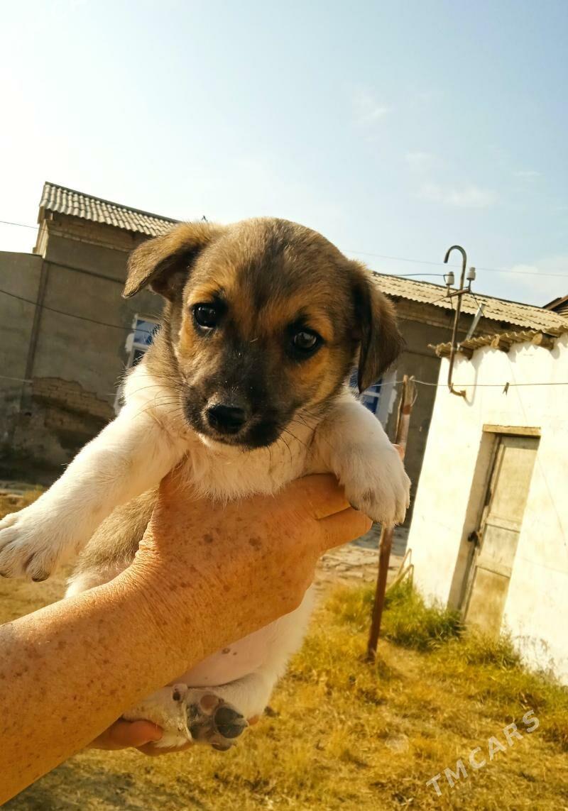 собачки - Baýramaly - img 1