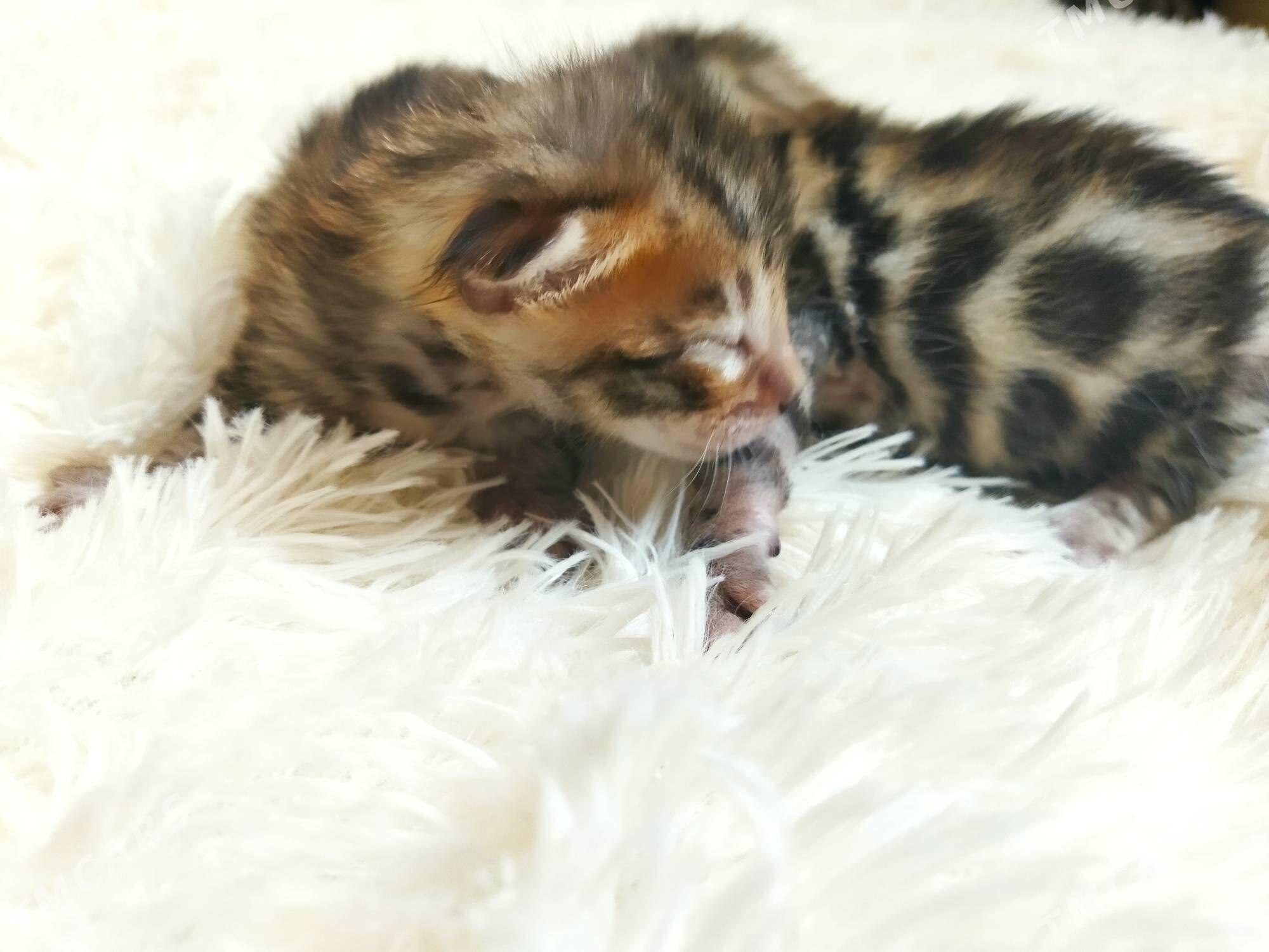 бенгал - Ашхабад - img 1