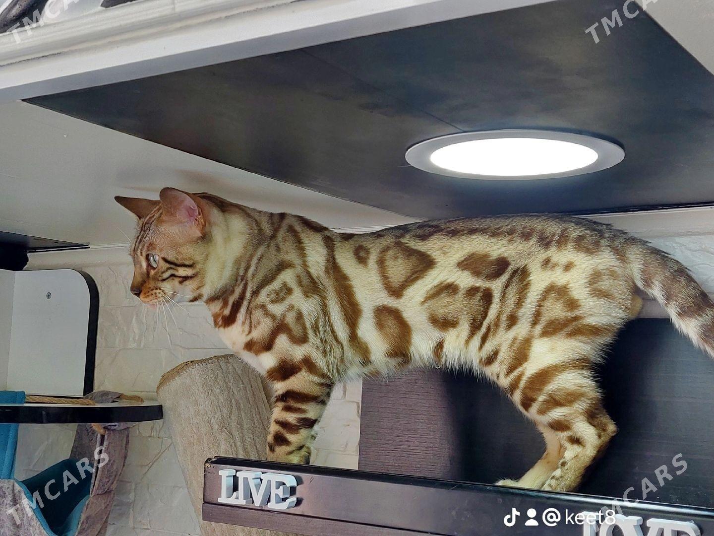 бенгал - Ашхабад - img 2