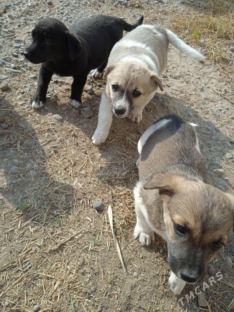 собачки - Baýramaly - img 5