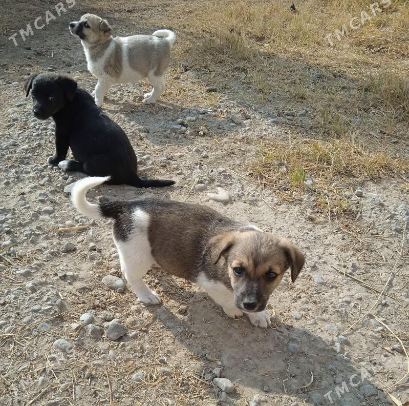 собачки - Baýramaly - img 2