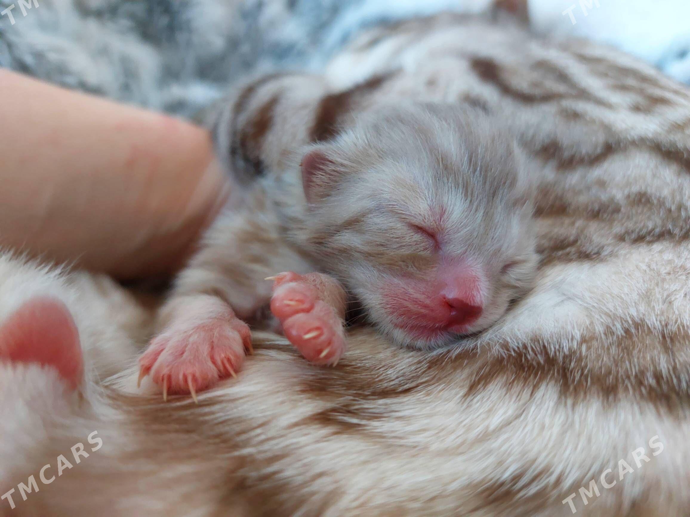 бенгал - Ашхабад - img 4