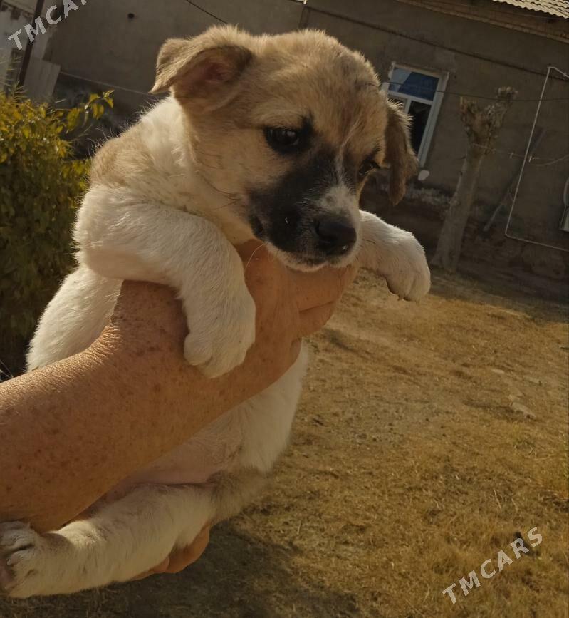 собачки - Baýramaly - img 3