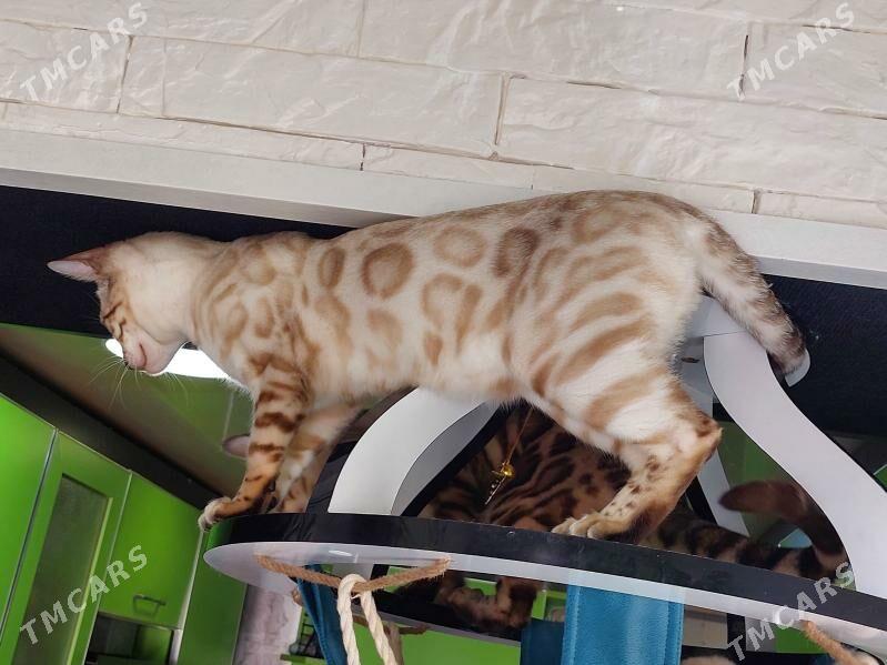 бенгал - Ашхабад - img 3