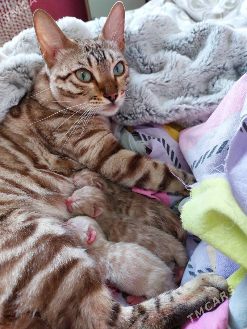 бенгал - Ашхабад - img 5