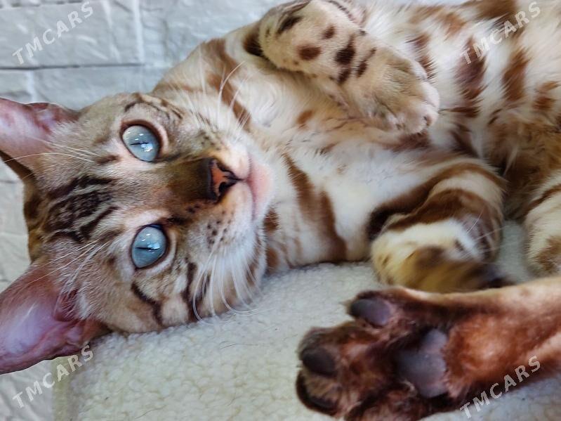 бенгал - Ашхабад - img 6