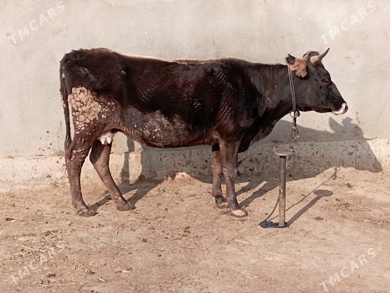 gysyr Sygyr - Гёкдепе - img 1