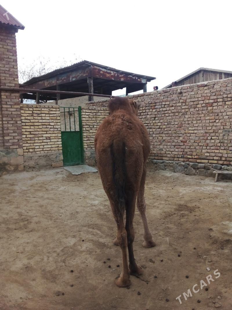 Düýe - Bereket - img 3