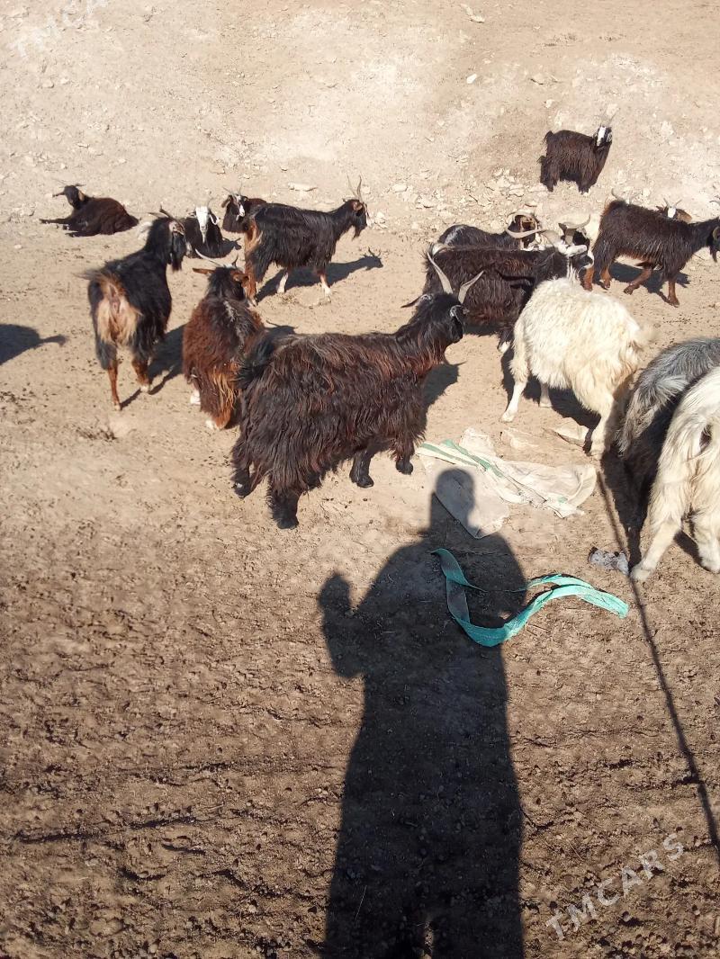 Goyun-Geciler - Etrek - img 2