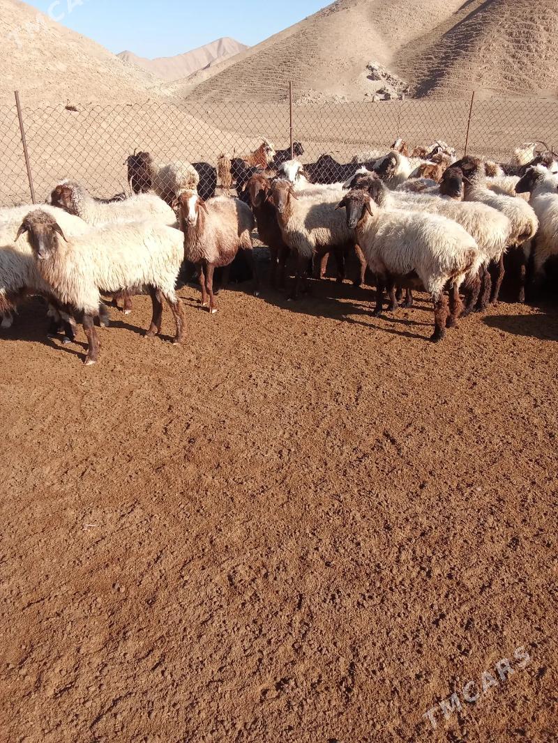 Goyun-Geciler - Etrek - img 1