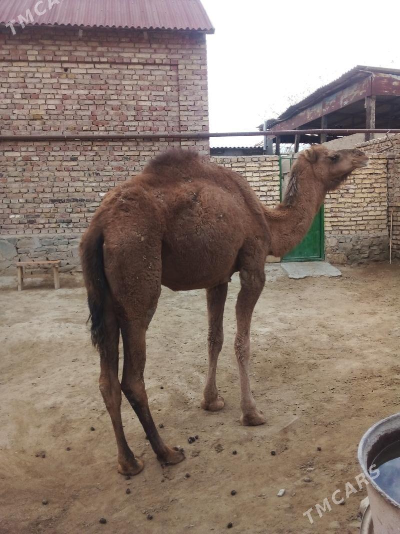 Düýe - Bereket - img 2