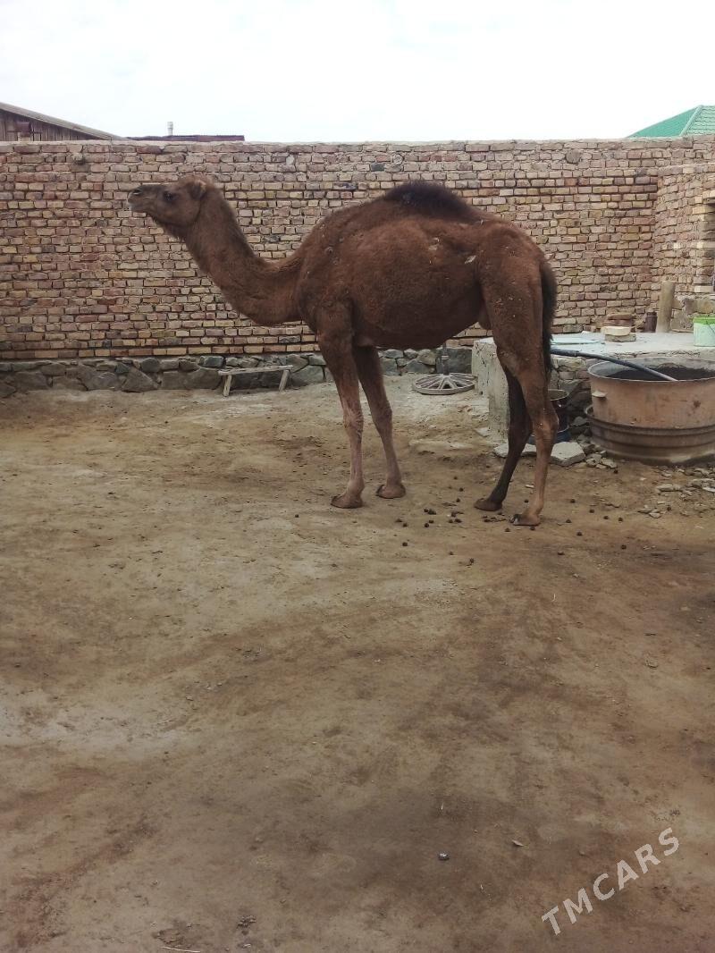 Düýe - Берекет - img 1