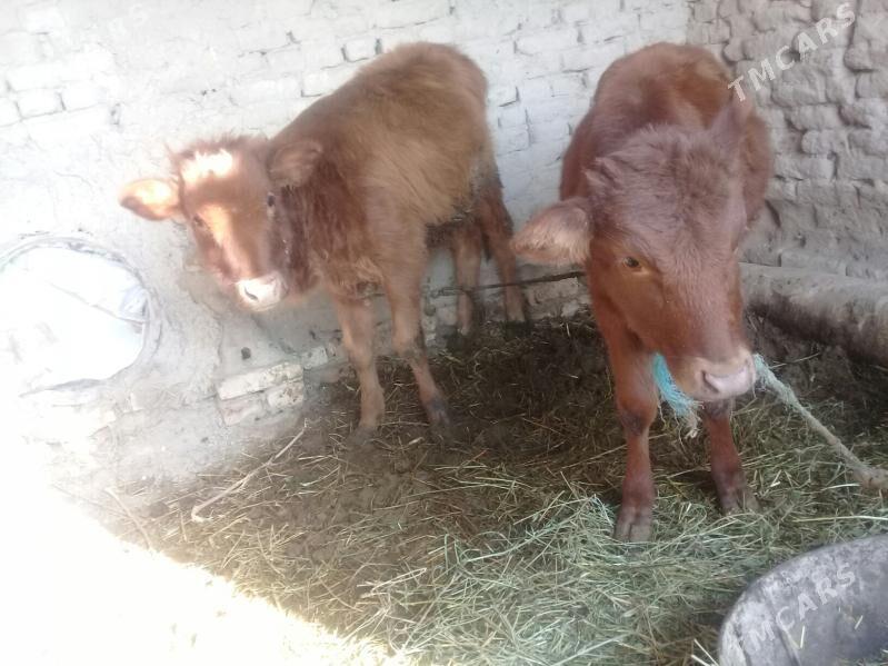 Unajynlar - Чарджоу - img 2