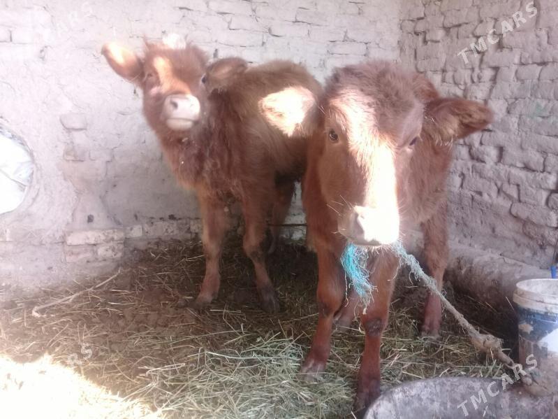 Unajynlar - Чарджоу - img 1