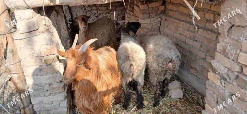 Geçi tokly guzy goyun goc - Халач - img 1