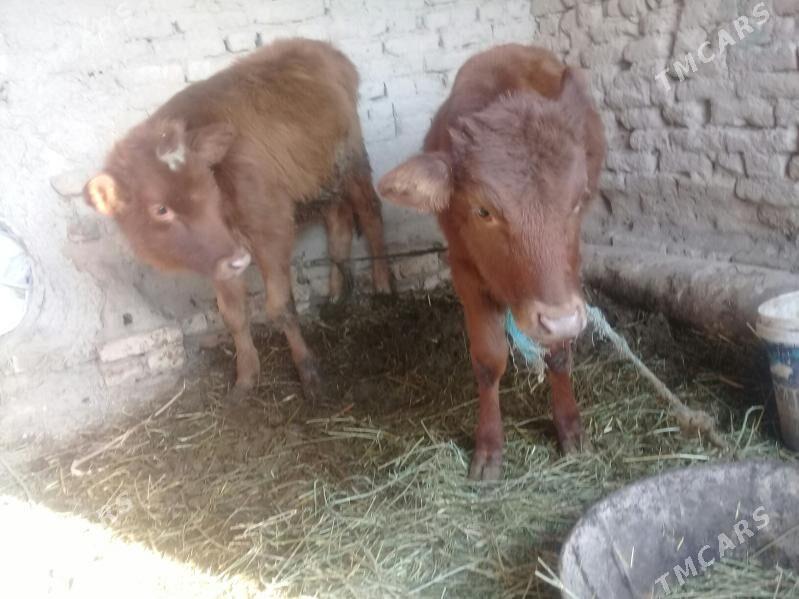 Unajynlar - Чарджоу - img 3